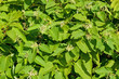 Japanischer Staudenknöterich - Fallopia japonica