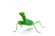 Mantis looking at us by one side