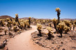 Cholla Cactus Garden