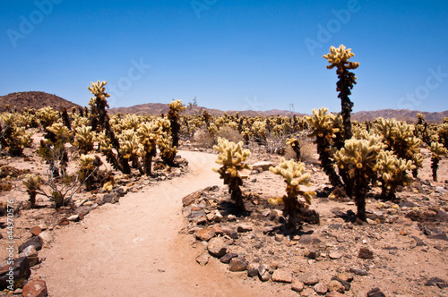 Photo: Cholla Cactus Garden Cholla Cactus Garden