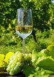 Weißwein - White Wine