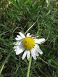 Butterblümchen-Gänsenblümchen