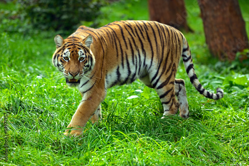 Photo: Tigers Tigers