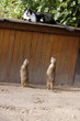 Katze und Edmännchen