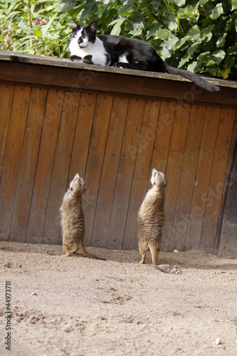Photo: Katze und Edmännchen Katze und Edmännchen