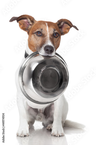 Photo: hungry dog food bowl hungry dog food bowl