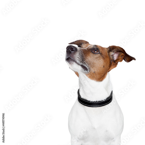 Photo: placeholder banner dog placeholder banner dog