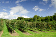 Apple orchard in Sweden