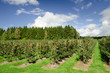 Swedish apple orchard in harvest time