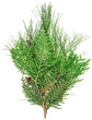 Photo: Thuja and pine twigs isolated on white, closeup view Thuja and pine twigs isolated on white, closeup view