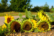 Vergänglichkeit: geknickte und verwelkte Sonnenblumen