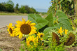 Vergänglichkeit: Geknickte Sonnenblumen am Wegrand
