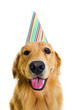 Happy Birthday Dog