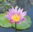 pink lotus