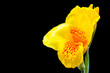 Canna flowers