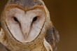 Barn Owl portrait