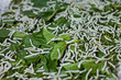 Seidenraupe