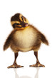 Domestic duckling