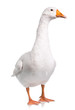 Domestic goose