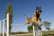 jumping malinois