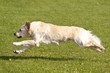 Hunderennen