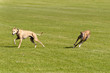 Hunderennen