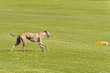 Hunderennen