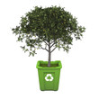 Fruit tree in recycle bin