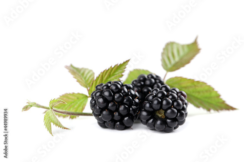 Photo: Organic blackberries Organic blackberries