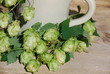 Hopfenpflanze  Humulus