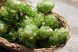 Hopfenpflanze  Humulus