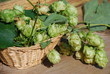 Hopfenpflanze  Humulus