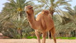 Camel in desert