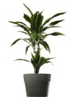 plant dracena - dracena in vaso