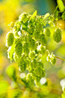 Hopfen