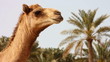 Camel in desert