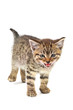 meow