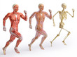 anatomy, muscles
