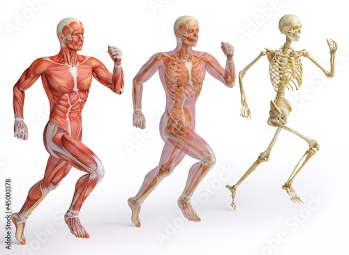Photo: anatomy, muscles anatomy, muscles