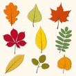 Autumn leaves icon