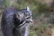 Pallas wild cat