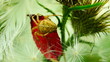 Video: detail macro of spider in a bush detail macro of spider in a bush