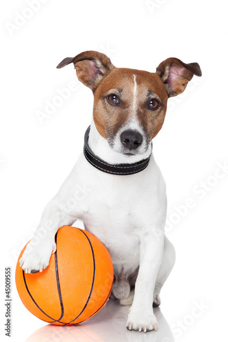 Photo: Basket ball winner dog Basket ball winner dog