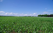 maisfeld