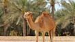 Camel in desert