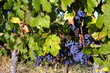 vignoble