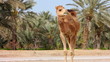 Camel in desert