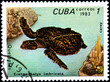 Eretmochelys Imbricata