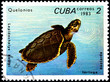 Lepidochelys Kempi