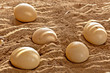 Ostrich Eggs